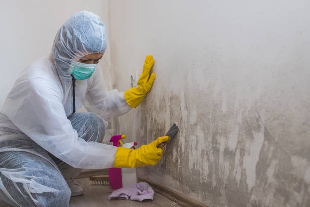 Office Mold Removal Services in Peridot, AZ